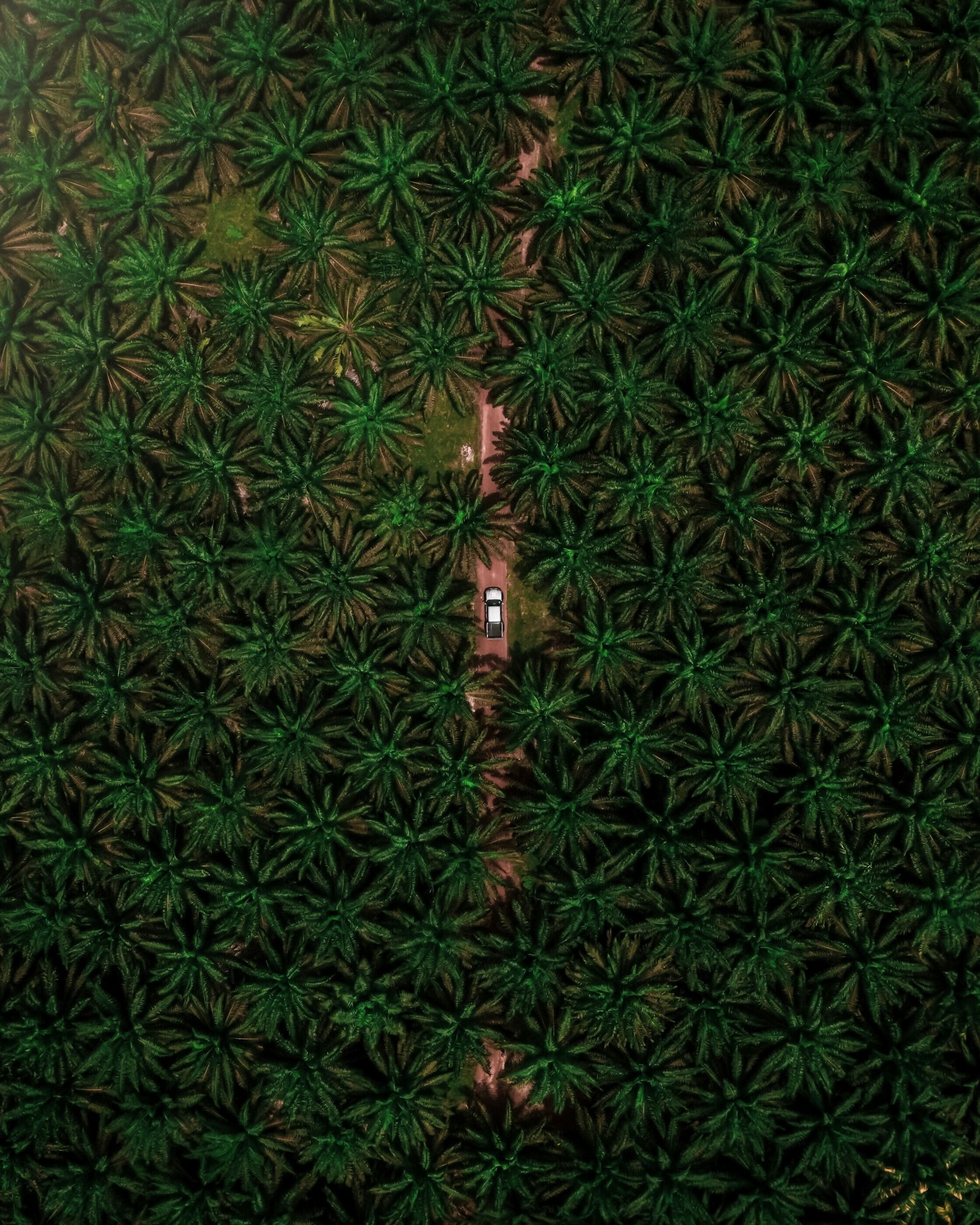 Huile de palme raffinée